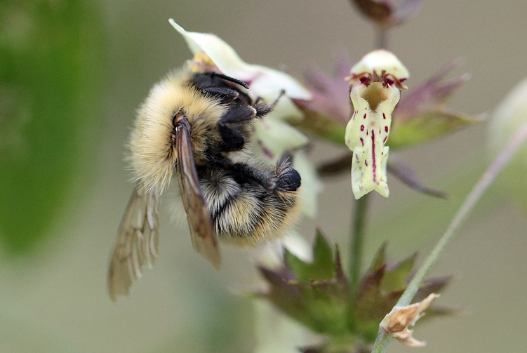 Bombus Pascuorum?